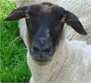 sheep